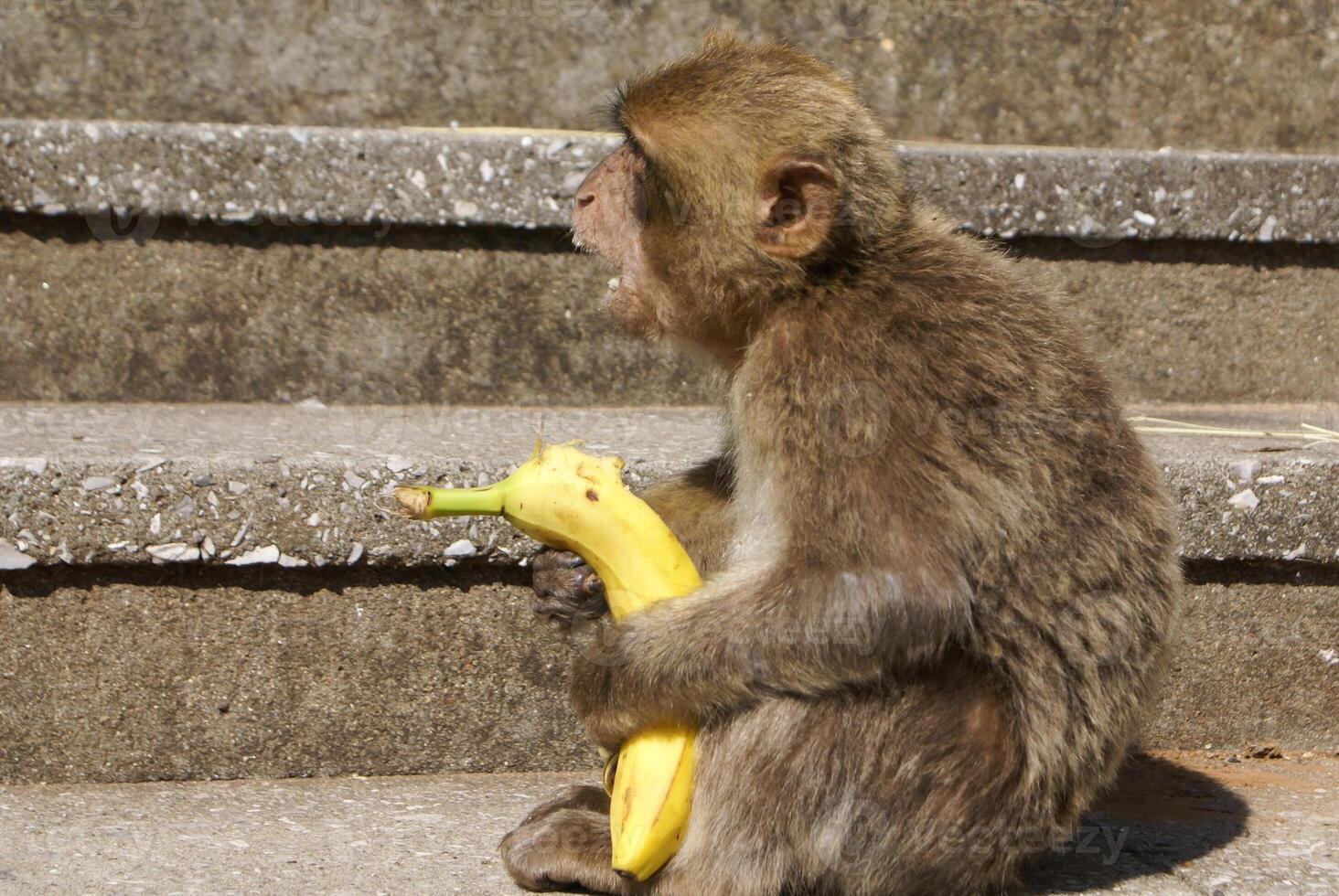 Barba macaco sentado em parede negligenciar a porta área, Gibraltar, Reino Unido, ocidental Europa. foto