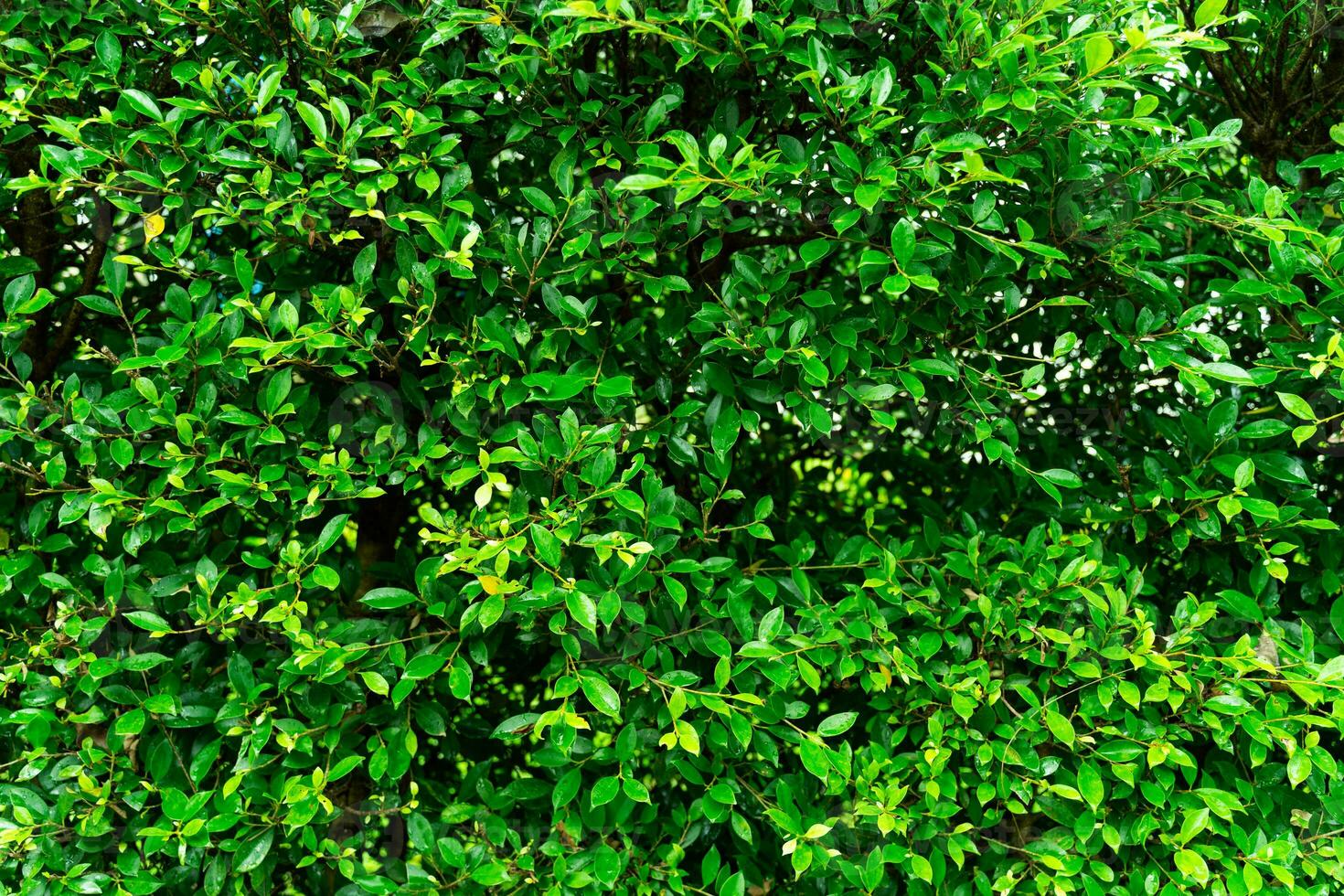 realçar seu ao ar livre espaço com uma cativante exterior Projeto apresentando uma padronizar do artificial verde folhas adornando a paredes. foto