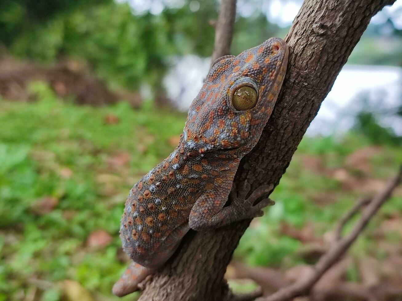 foto do lagartixa dentro a selvagem