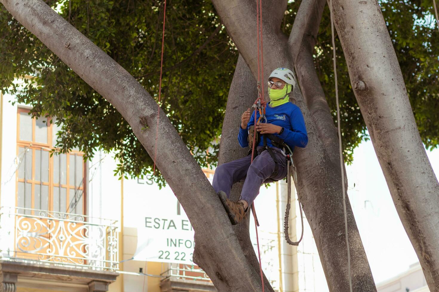 cidade, México 2023 - árvore aparador usa especializado escalada e corte equipamento para aparar árvores foto