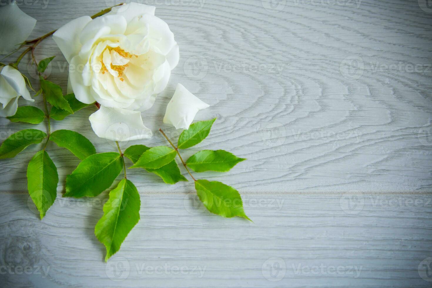 lindo branco verão rosas, em uma de madeira mesa foto