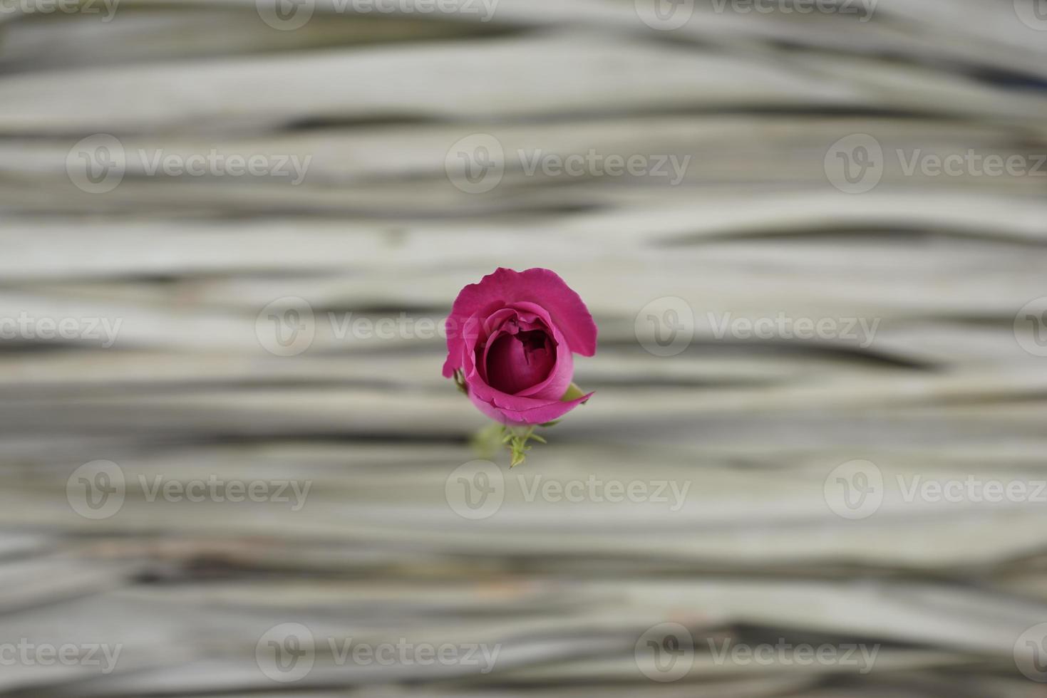 rosa rosa contra folhas de palmeira cinza secas. mínimo, orgânico. foto