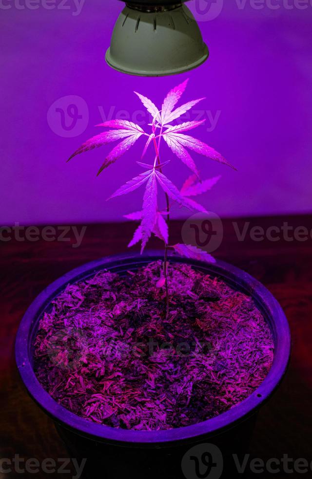 planta muda de cannabis crescendo em vaso com luz led de crescimento foto