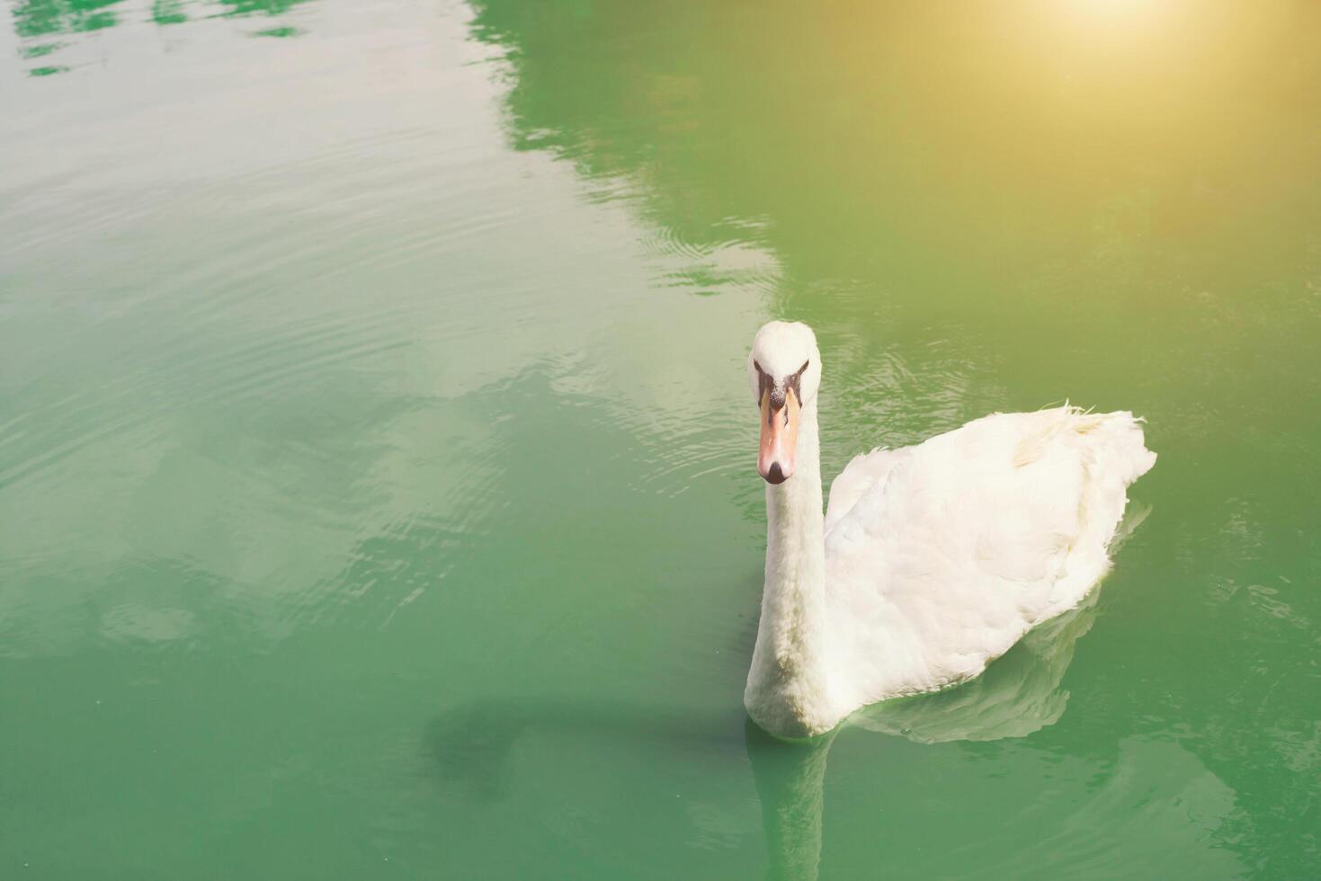 cisne gracioso flutuando no lago verde esmeralda foto