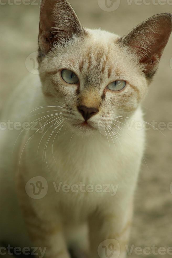 gato olhando para você foto