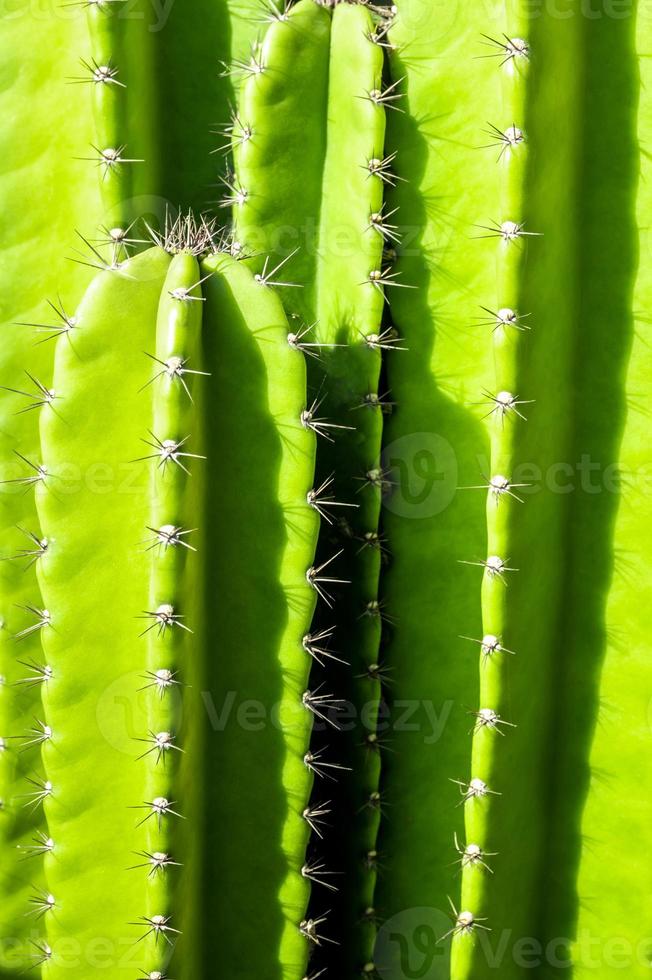 fundo verde por caules rechonchudos e espinhos pontiagudos de cactos foto