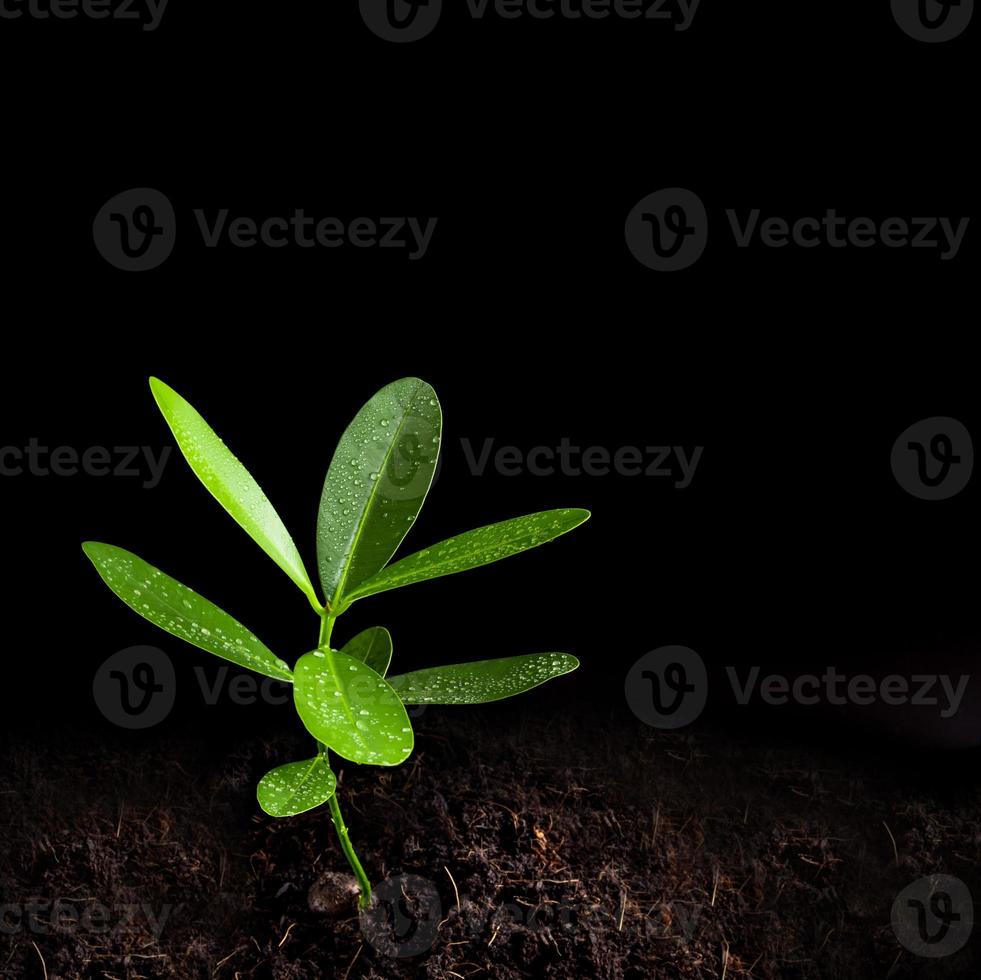 folhas frescas de planta jovem de louro alexandriano foto