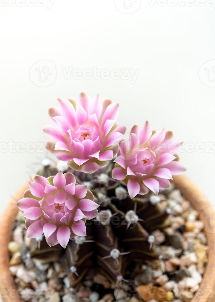 grupo de flor de cacto gymnocalycium, flor delicada pétala rosa close-up foto