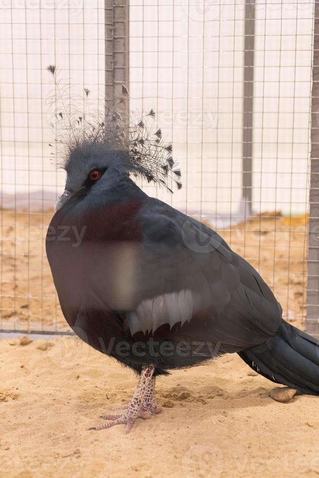 pombo coroado victoria na fazenda foto