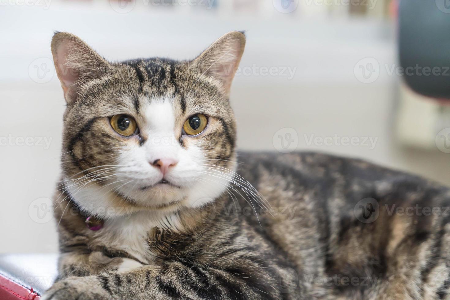 gato cinza fofo foto