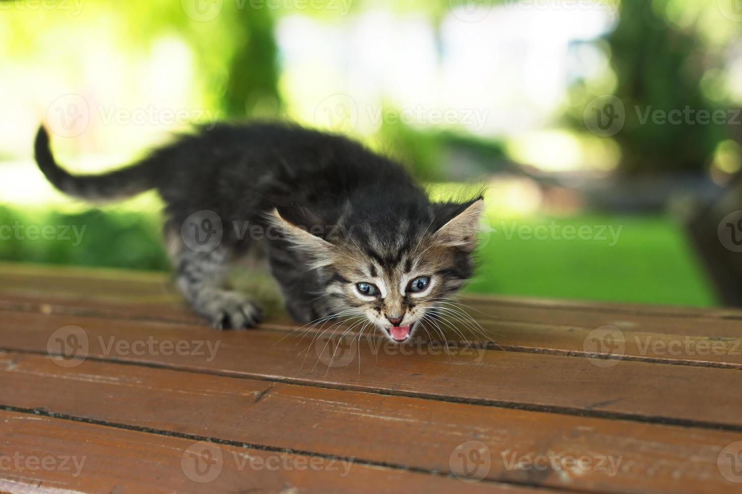 um gatinho perdido no parque em um banco, no verão foto