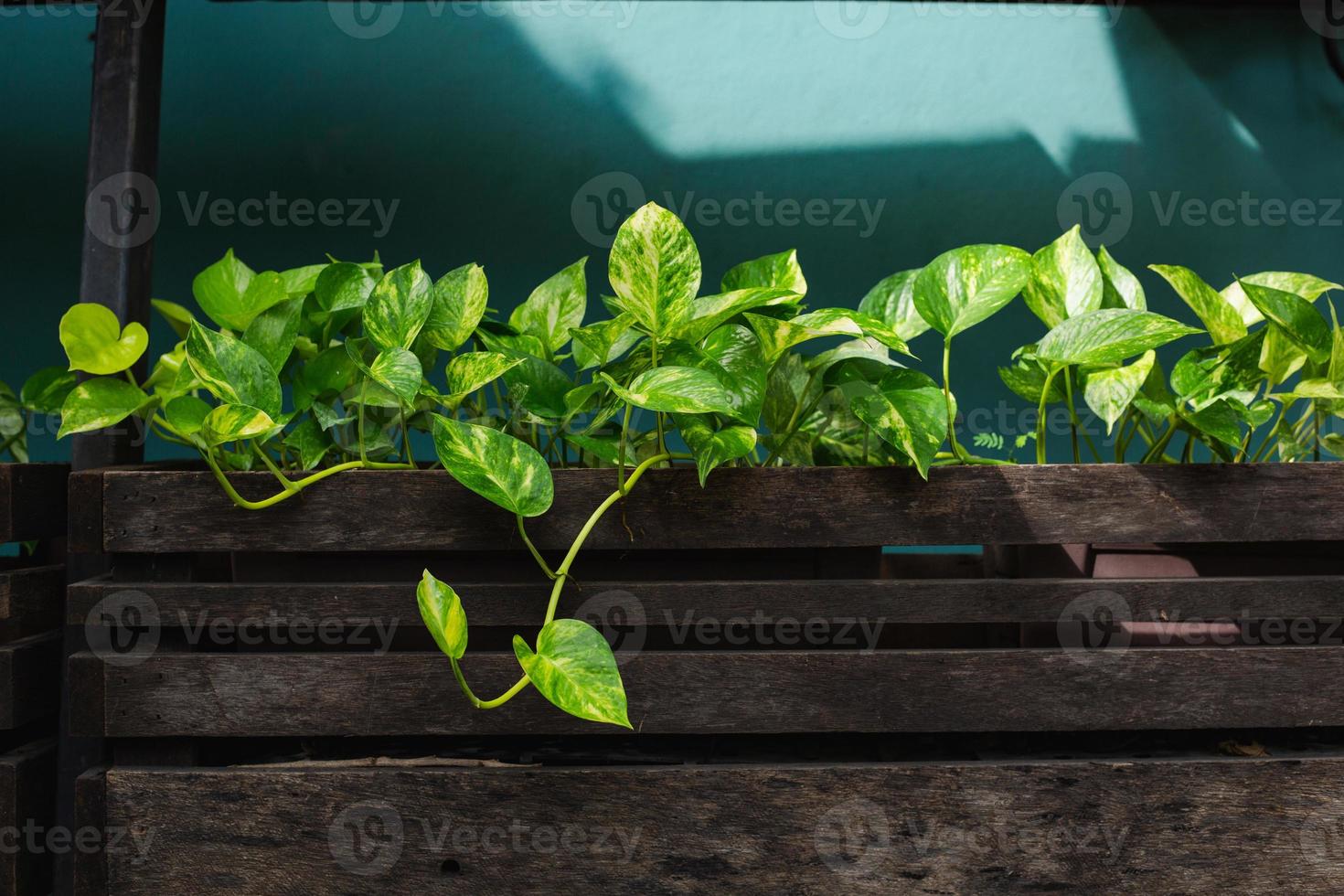 pothos dourados na varanda de madeira foto