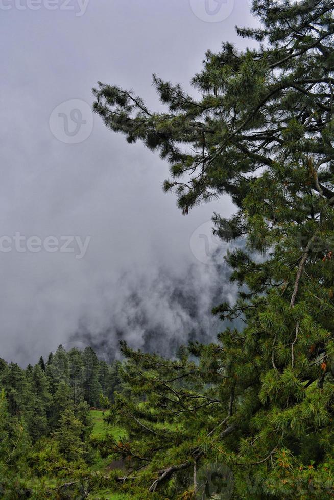 manhã nublada na floresta foto