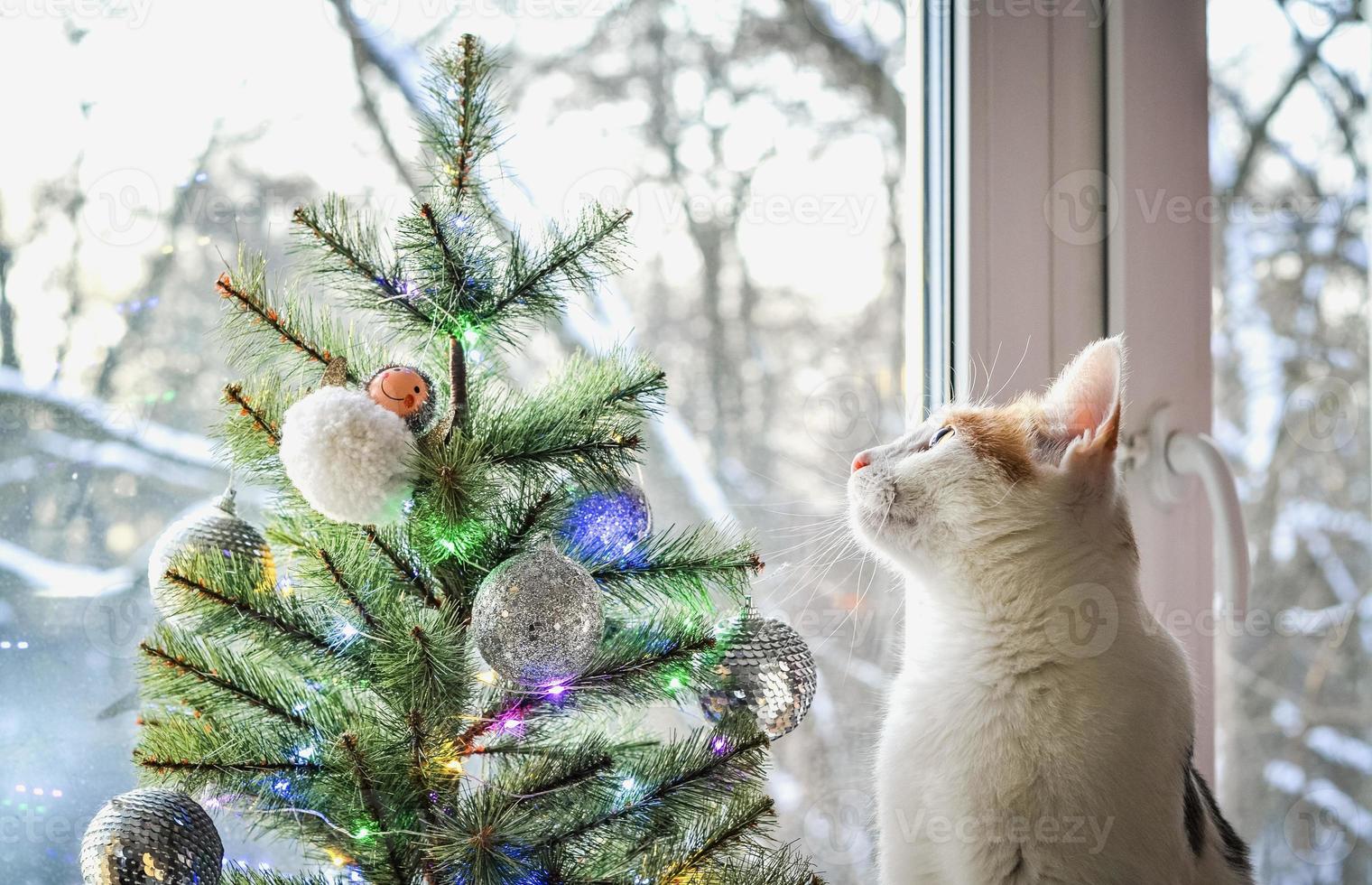 um gato doméstico tricolor olha pela janela. foto