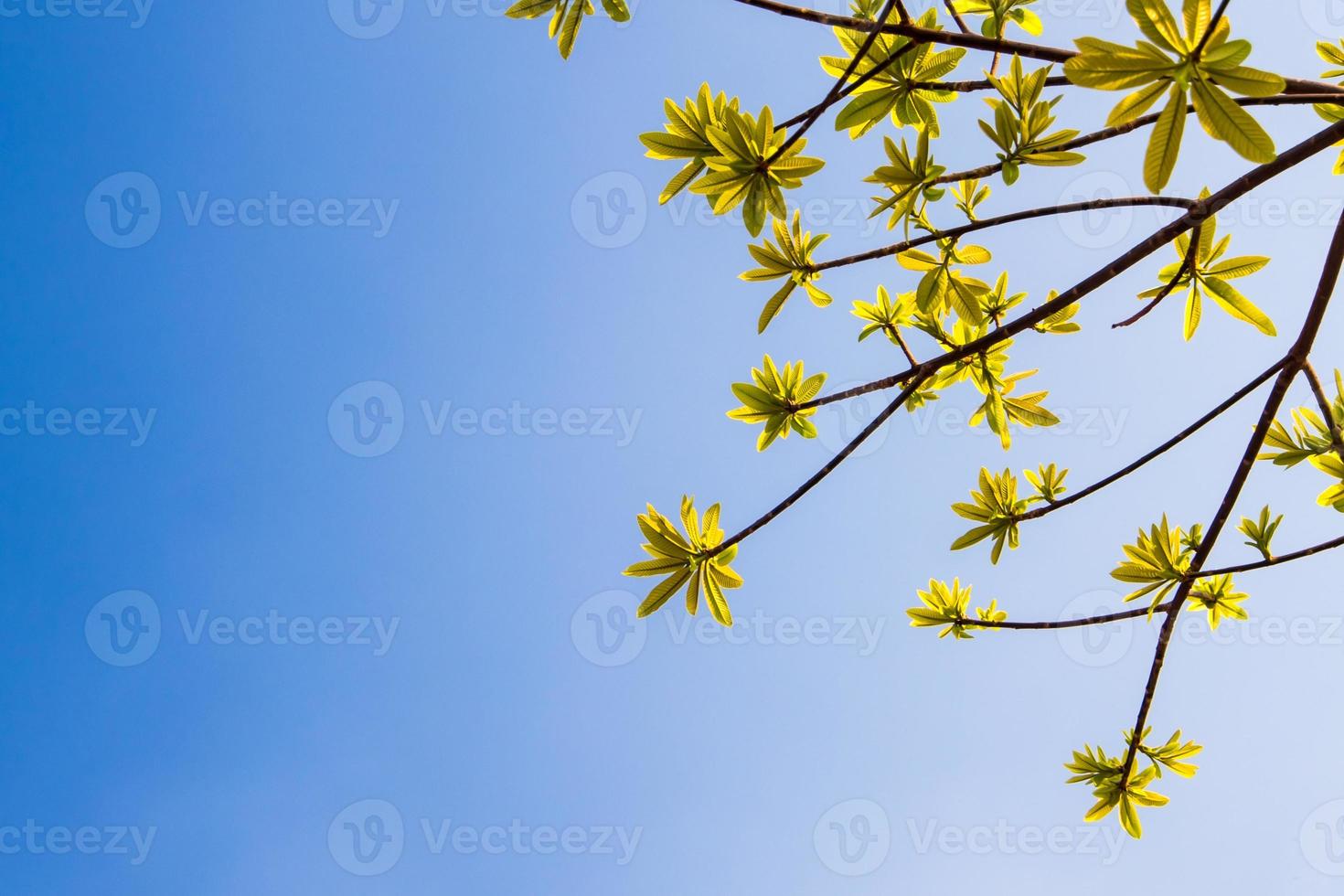 folhas frescas da árvore de bala de canhão no céu azul e fundo de luz solar foto