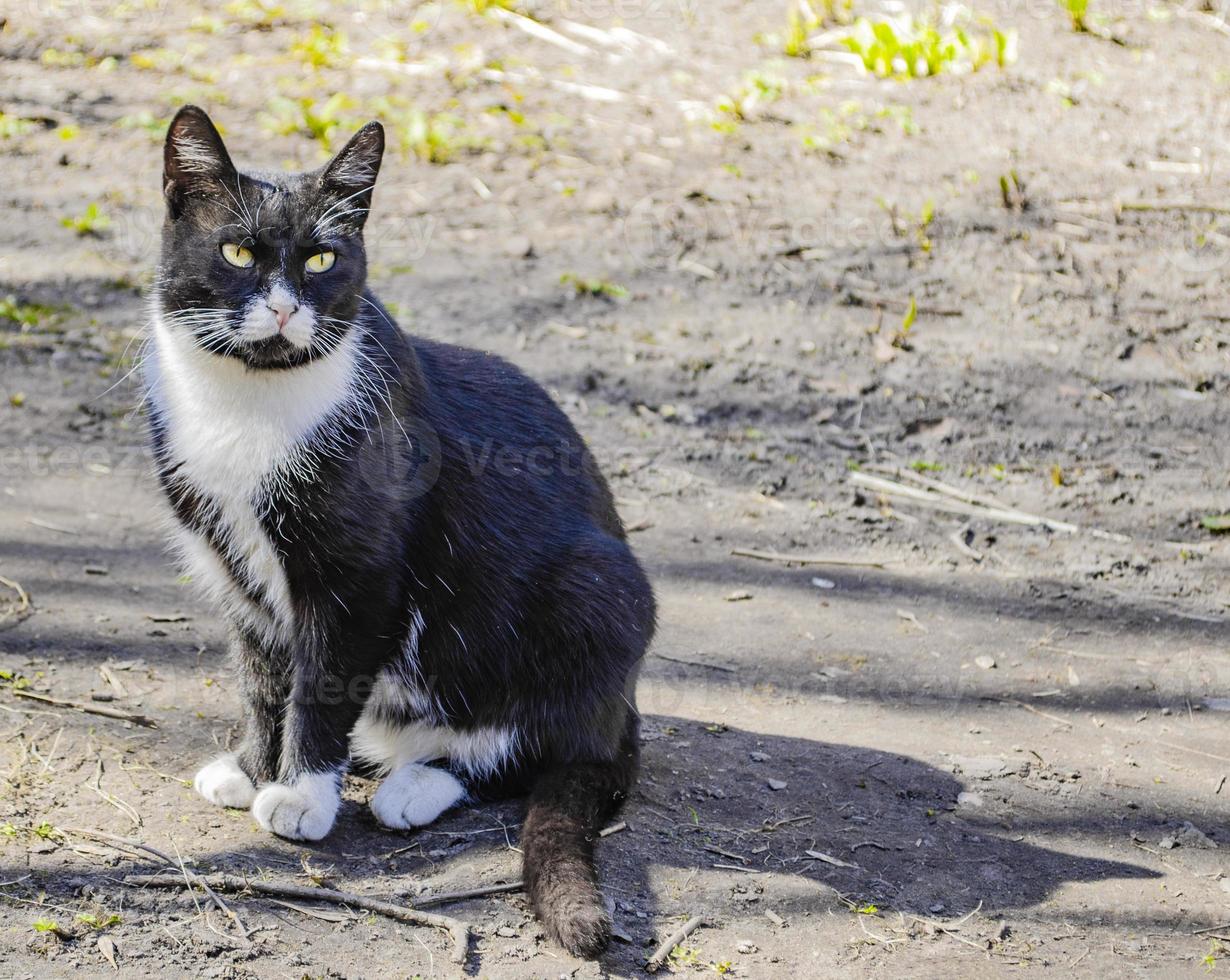 gato desabrigado preto e branco sentado. foto