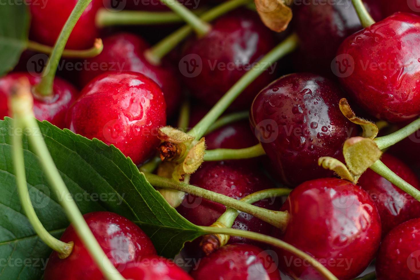 Frescas deliciosas bagas vermelhas brilhantes de cereja rasgadas no jardim de verão foto