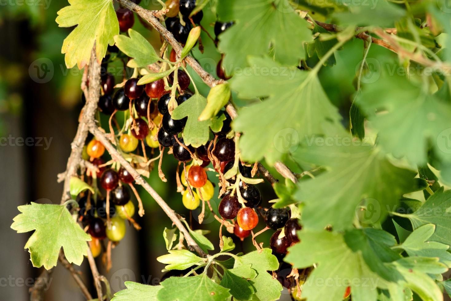 lindas frutas maduras de groselha preta em um galho de arbusto foto