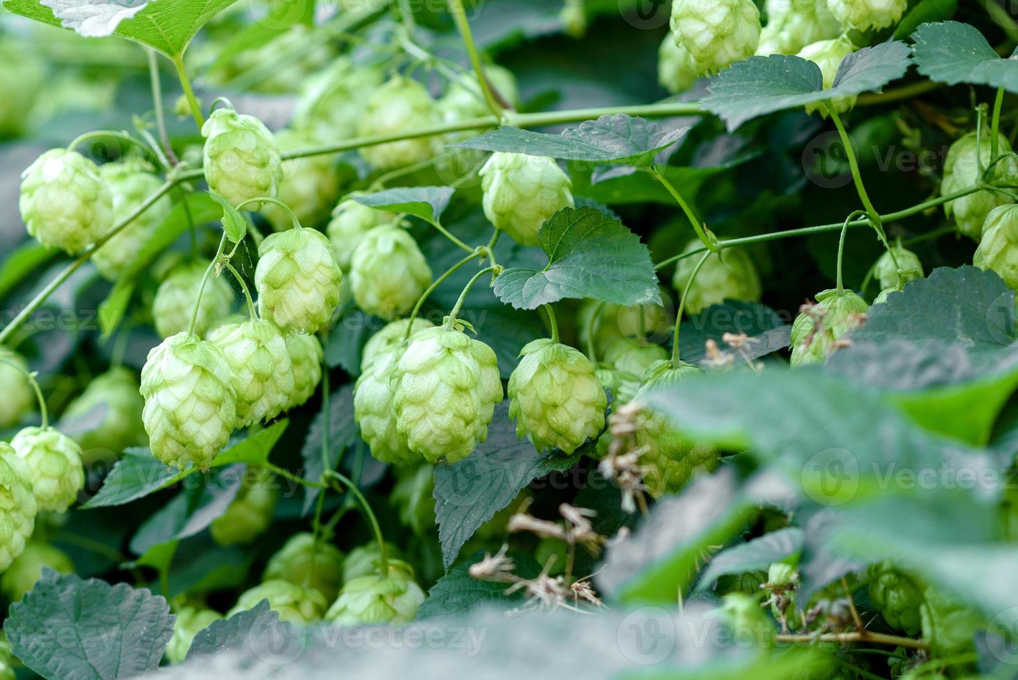 cones de lúpulo verdes frescos para fazer cerveja e pão closeup foto