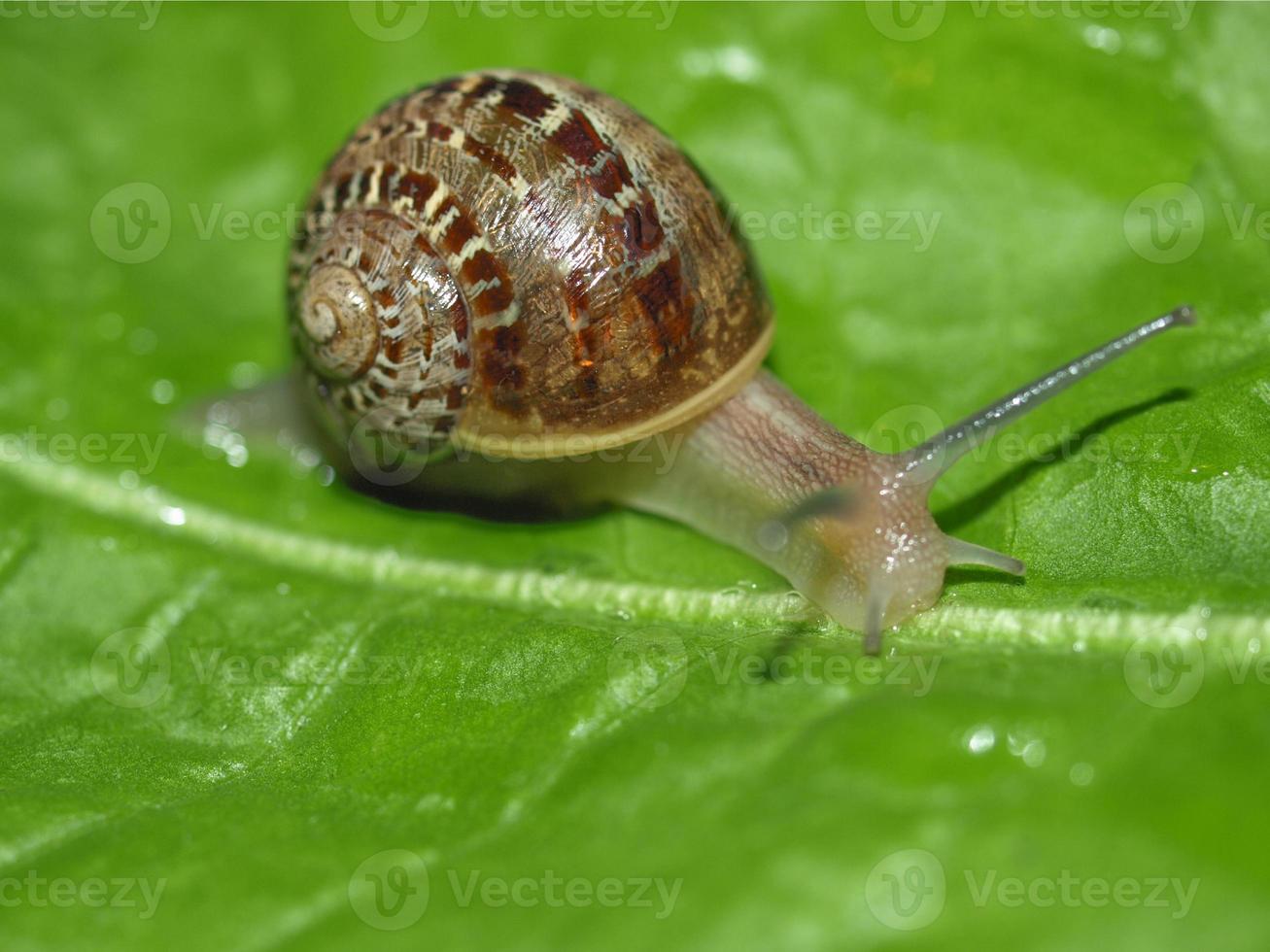 lesma caracol na folha de alface foto