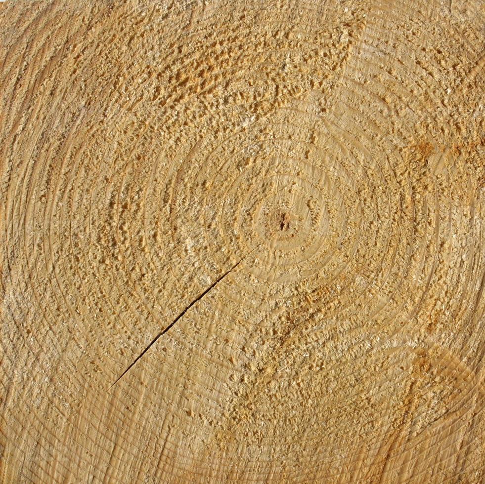 textura de anéis de madeira foto