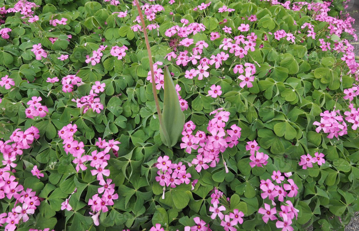 violeta madeira azeda oxalis violacea foto