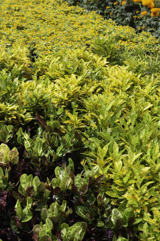 relaxado no mercado de plantas ao ar livre foto