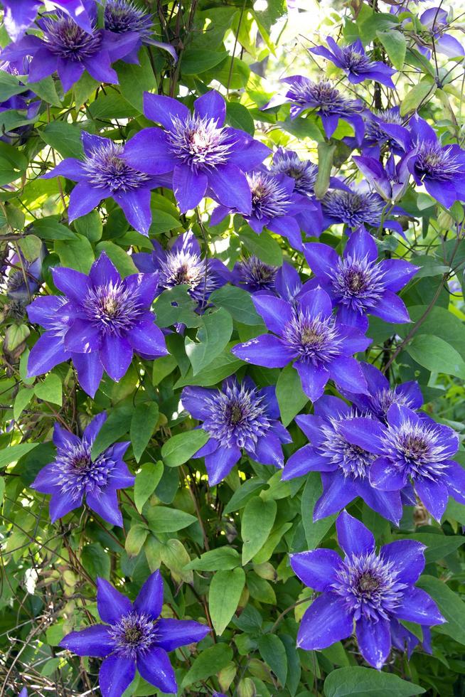 clematis azul em um fundo de folhas verdes close-up foto