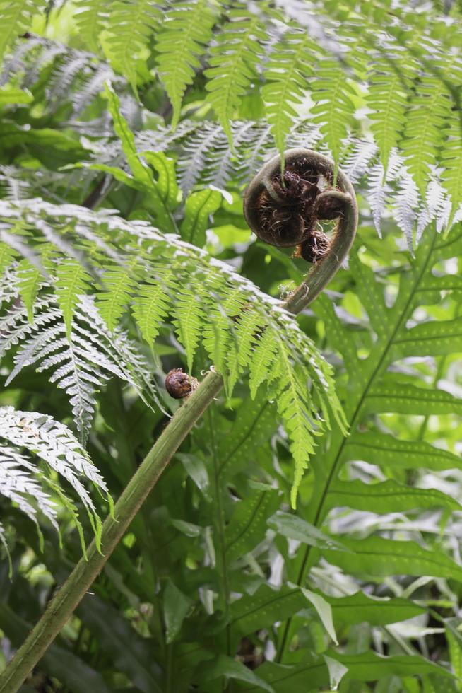 arredores verdes tropicais em jardim ao ar livre foto