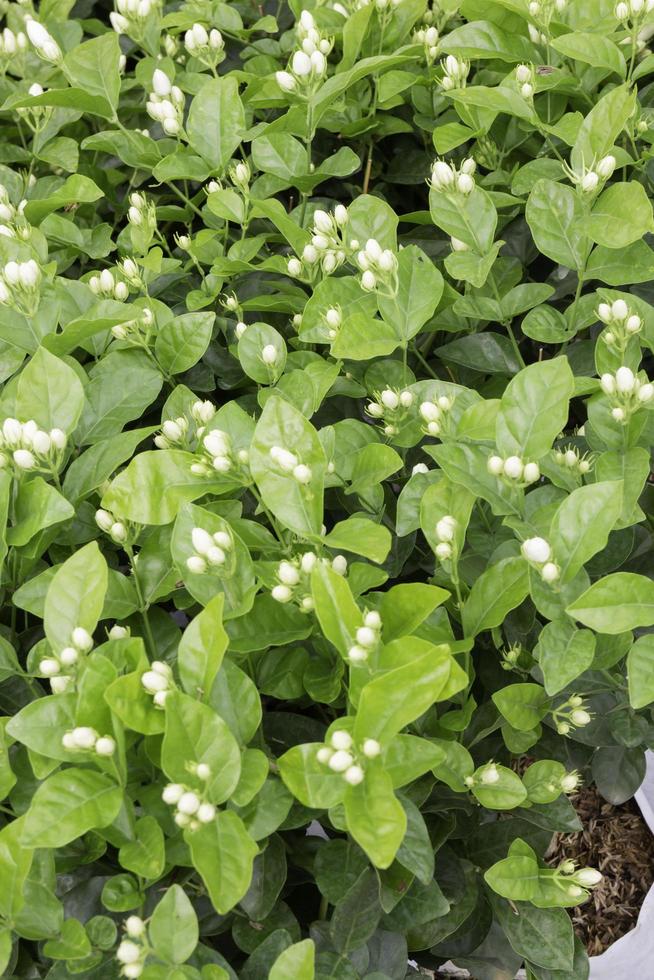 folhas brilhantes da primavera na árvore foto