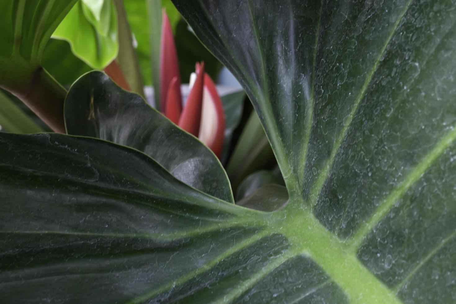 as folhas jovens vermelhas da planta de videira tropical filodendro foto