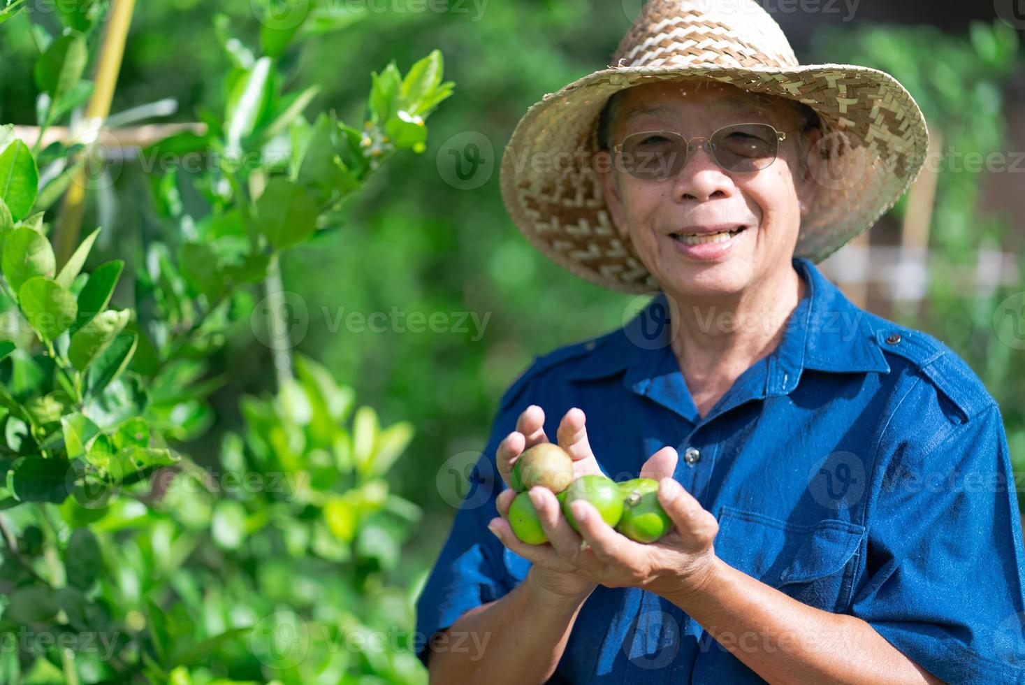fazendeiro sênior asiático segurando frutas de limão na fazenda foto