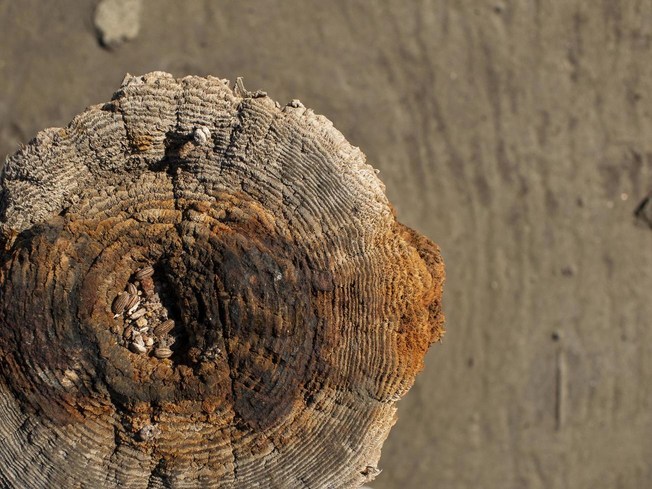 belo corte seco natural de uma árvore. vista superior do toco de madeira foto