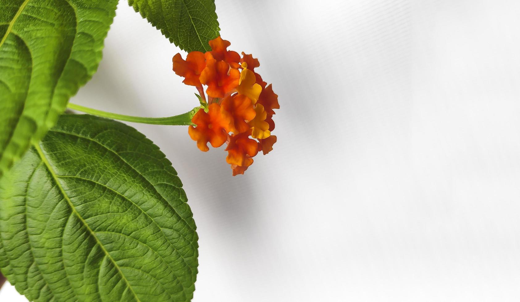 flor de lantana da índia ocidental foto