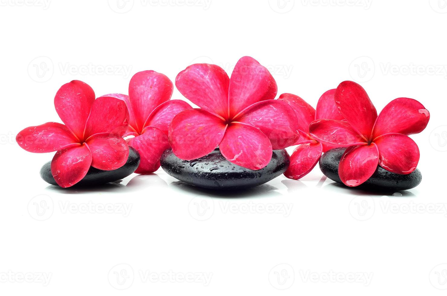 pedras zen com flor de frangipani foto