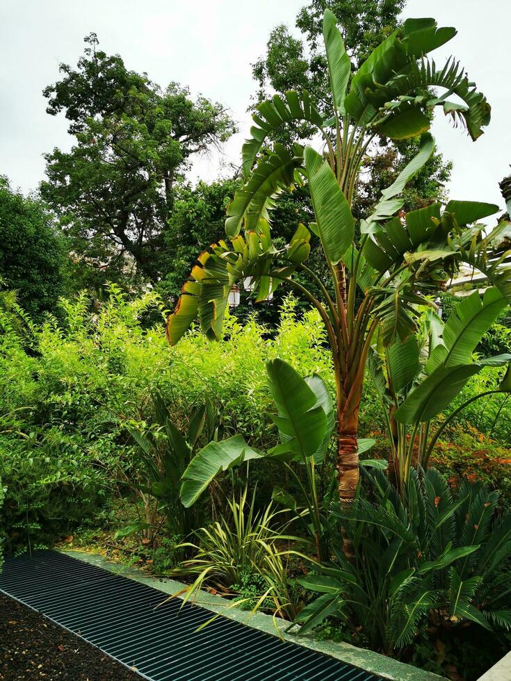 foto do uma sereno verde Banco cercado de vibrante vegetação dentro uma pacífico floresta configuração