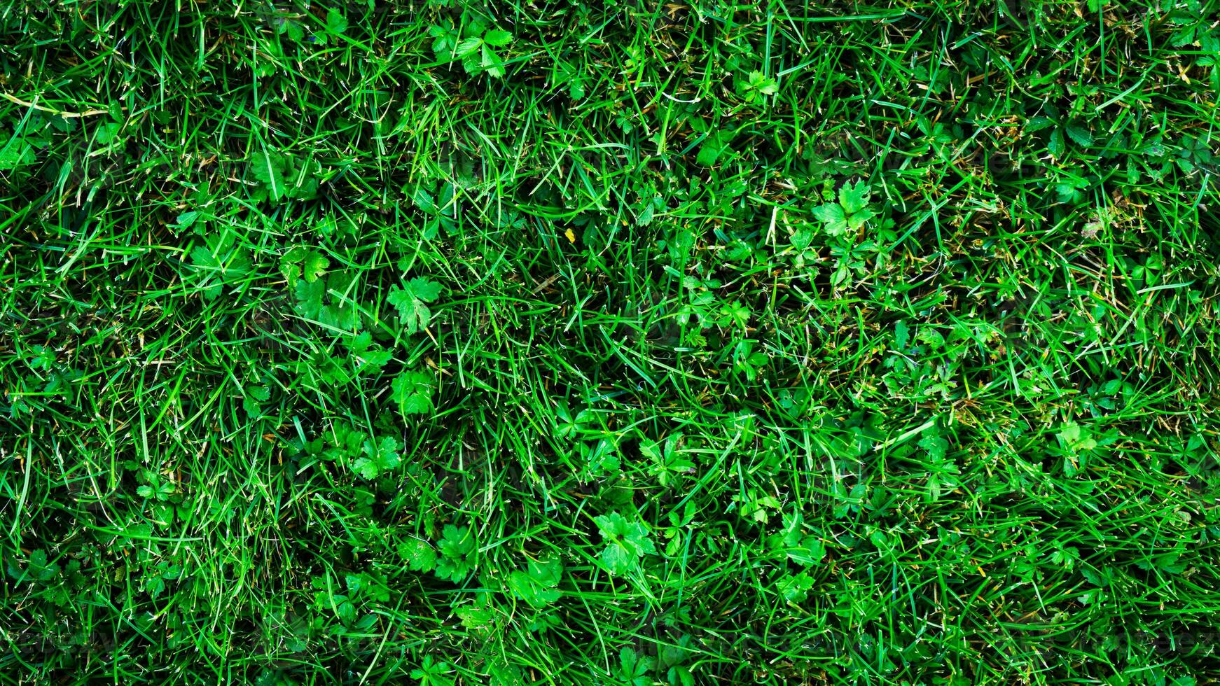 textura fundo do verde Relva foto