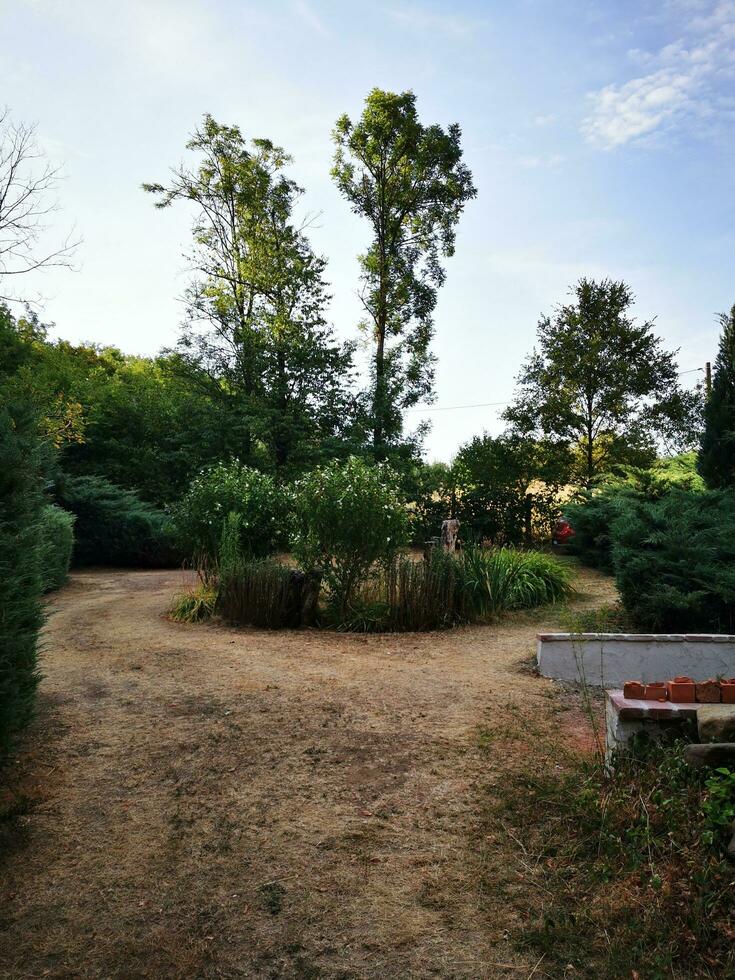 foto do uma cênico sujeira estrada cercado de exuberante vegetação e alta árvores