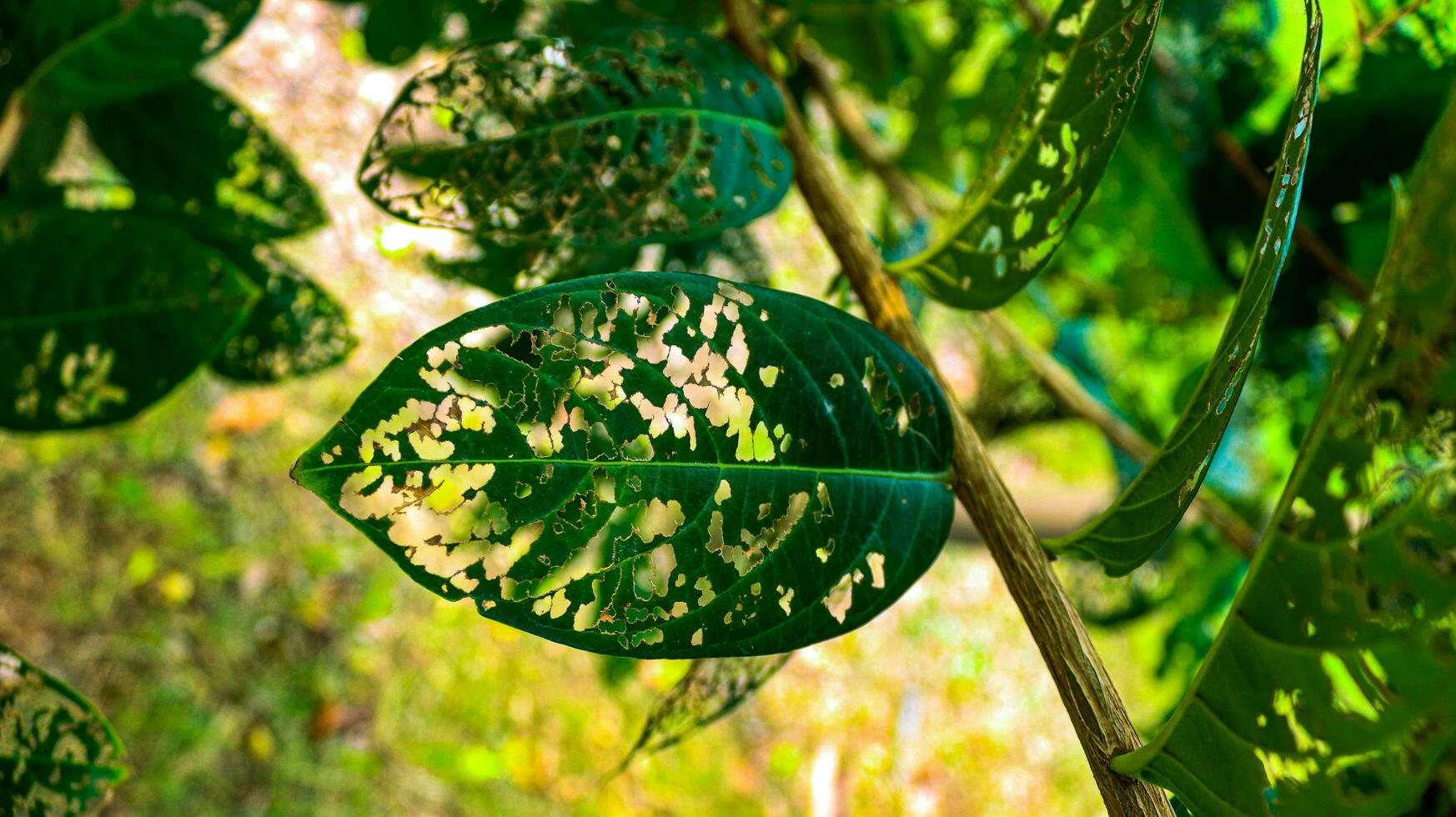 verde folhas este ter buracos a partir de ser comido de vermes, tropicais plantar folhas contra Sol raios, altos contraste detalhe tiro do folhas dentro Punjab, Paquistão.natural silhueta do folhas com borrado background foto