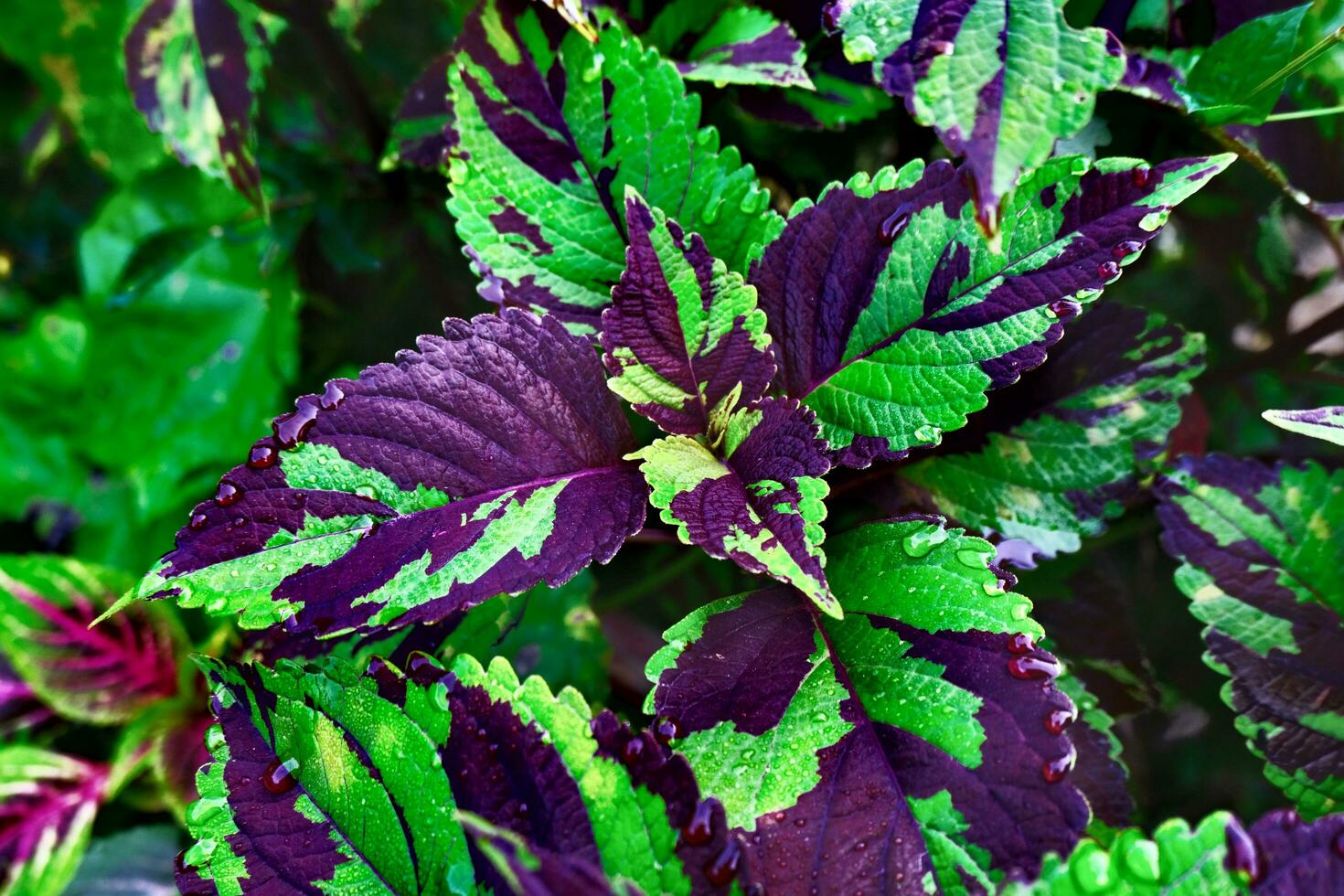 verde e roxa folhas fundo foto