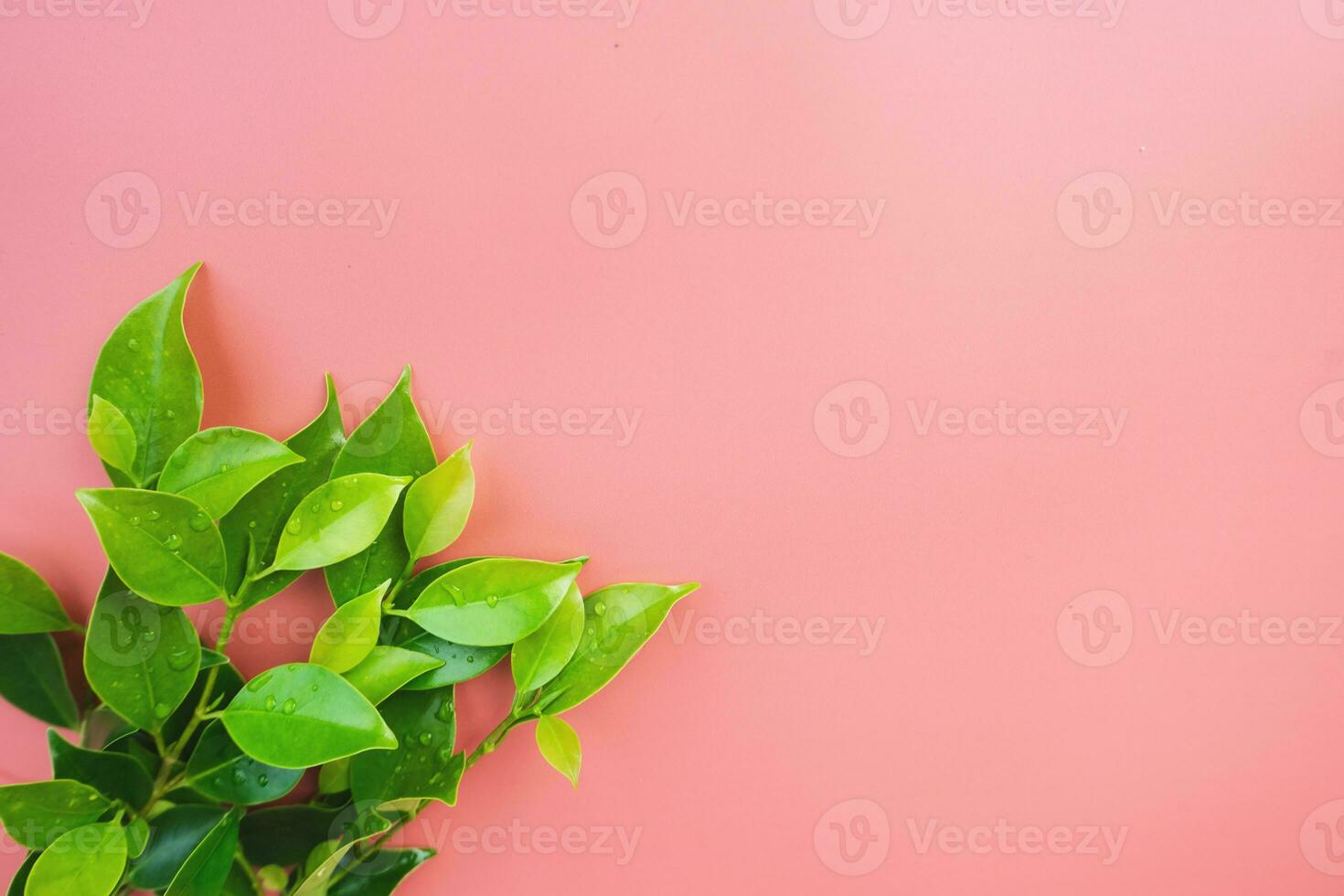 verde folhas em Rosa fundo foto