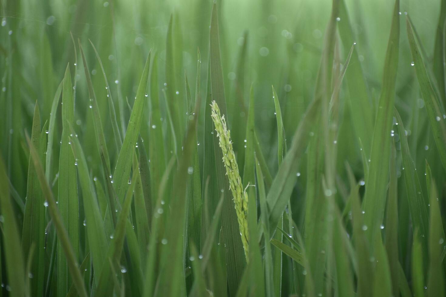 brilhos gotas de orvalho arroz campo às manhã foto