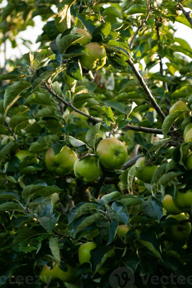 maçãs verdes em galho de árvore foto
