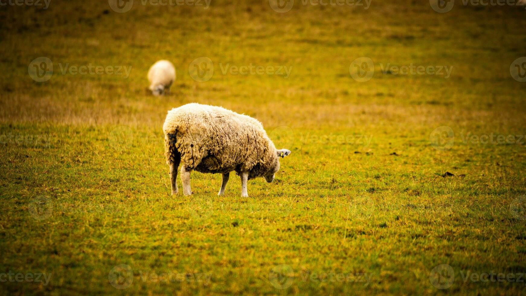 rebanho do lanoso ovelha em uma campo Fazenda foto