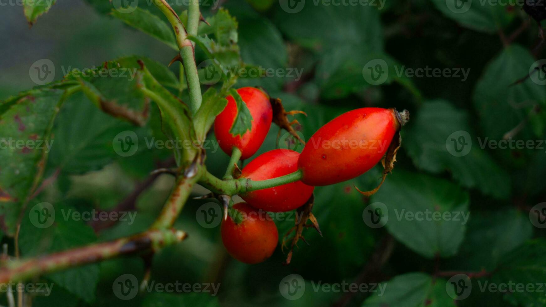 macro tiro do maduro rosa ancas dentro natureza foto