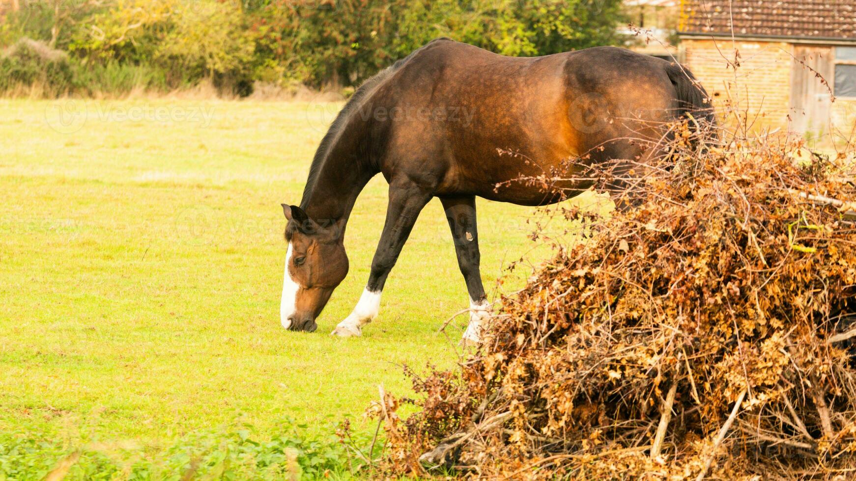 castanha beleza fechar-se do uma deslumbrante cavalo foto