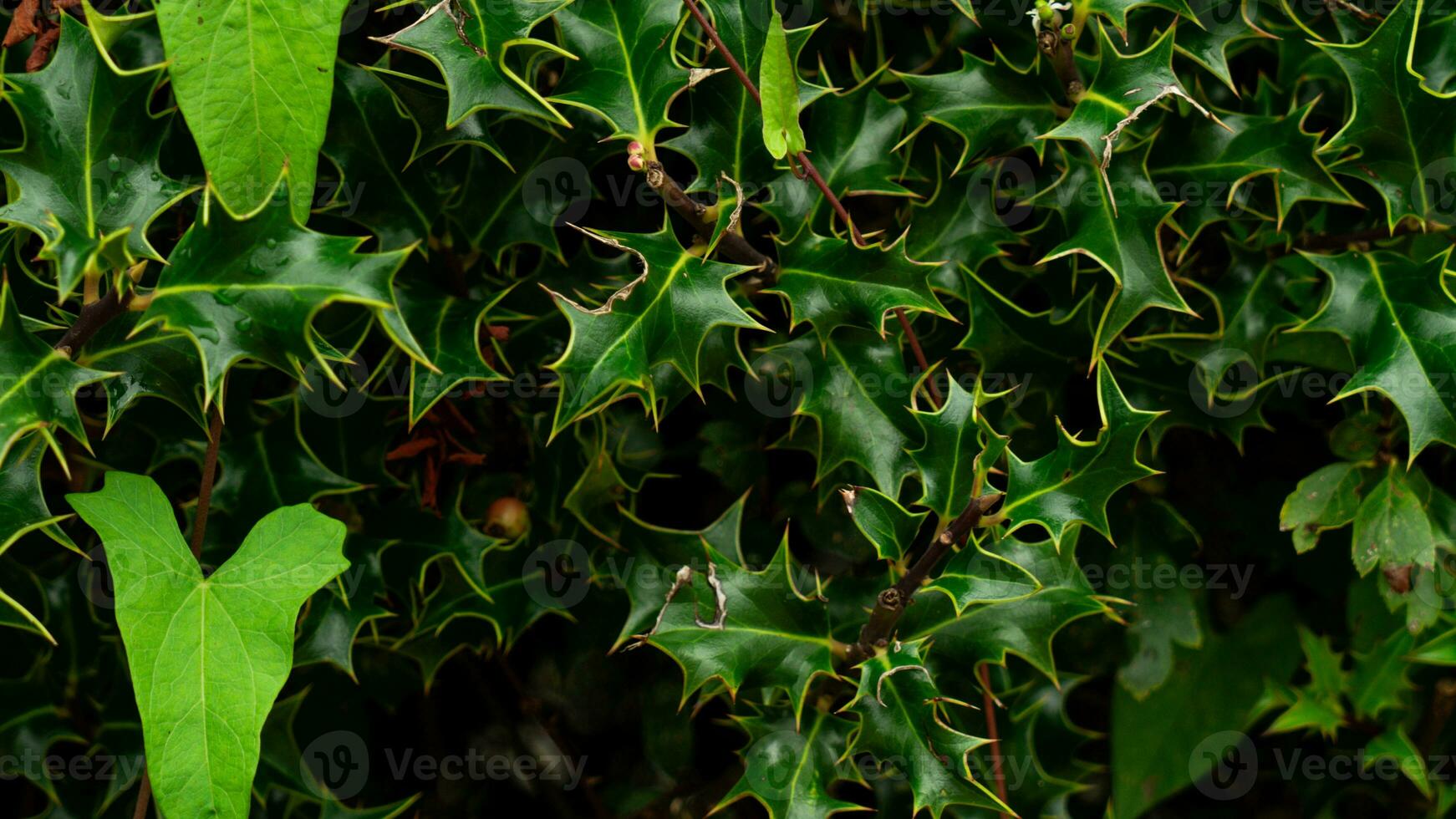 tropical selva abstrato topo Visão folhagem foto