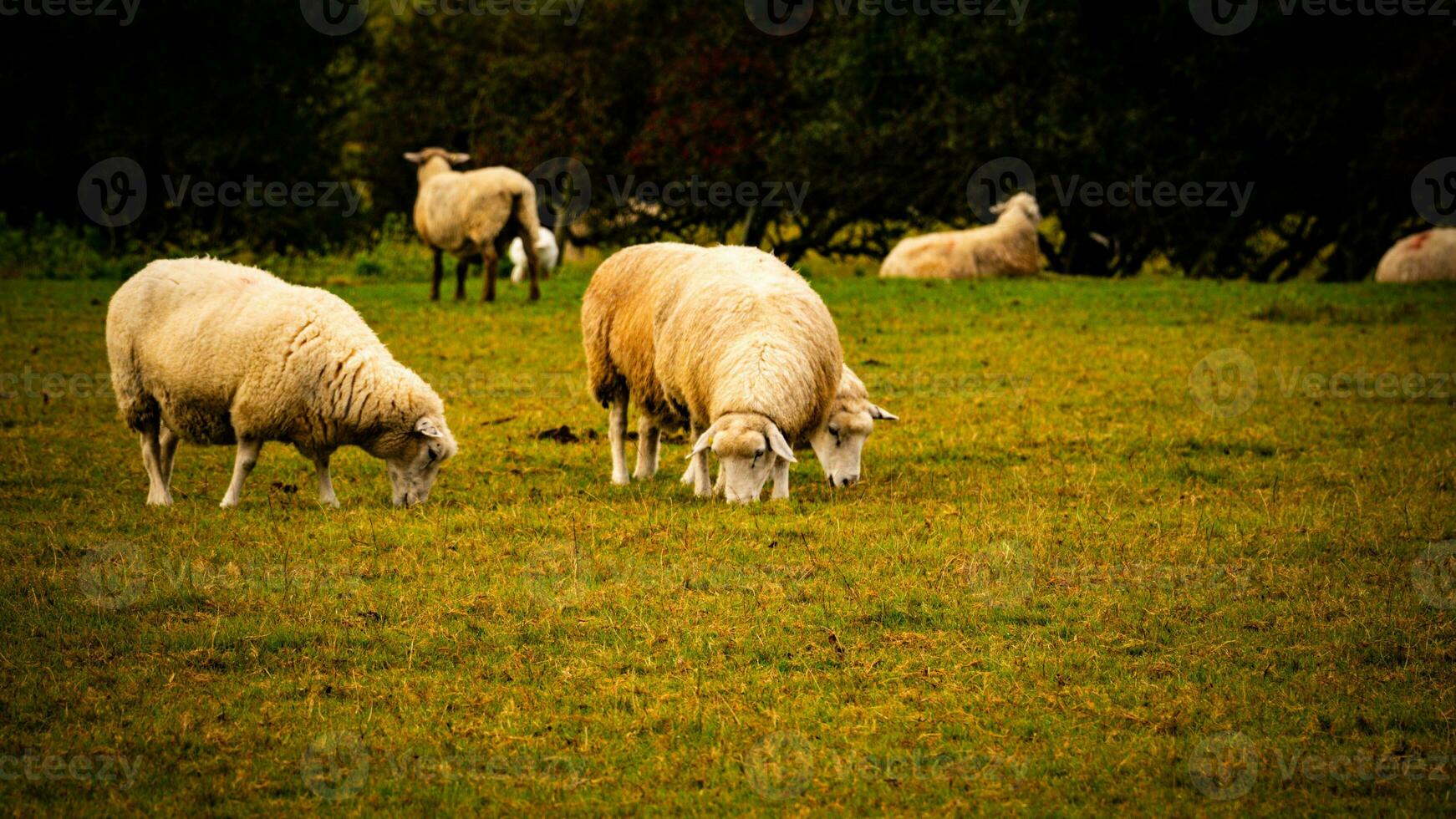 rebanho do lanoso ovelha em uma campo Fazenda foto