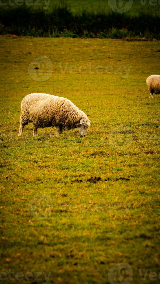 rebanho do lanoso ovelha em uma campo Fazenda foto