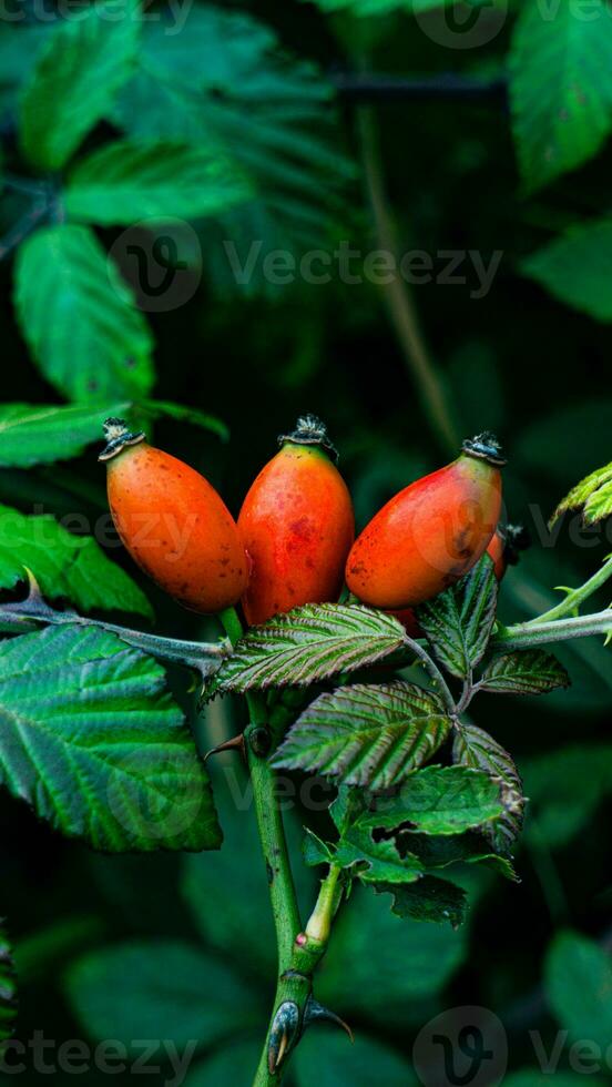 macro tiro do maduro rosa ancas dentro natureza foto